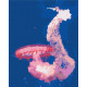 Malowanie po numerach Brushme "Meduza w locie" 40x50 cm