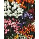 Malowanie po numerach Brushme "Targi tulipanów" 40x50 cm