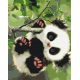 Malowanie po numerach Brushme "Zabawny panda" 40x50 cm