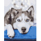 Malowanie po numerach Brushme "Husky w oczekiwaniu" 40x50 cm