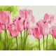 Malowanie po numerach Brushme "Delikatne tulipany" 40x50 cm