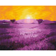 Malowanie po numerach Brushme "Wschód słońca nad lawendą" 40x50 cm